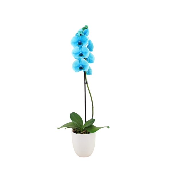 <h4>Hugo White Phal I Am Ocean Blue 1T9+</h4>