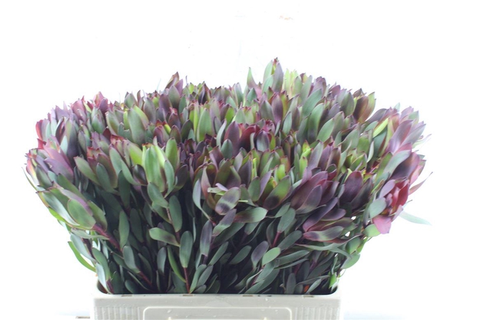 <h4>Leucad Senorita</h4>