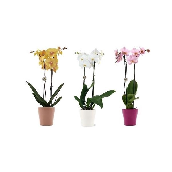 <h4>Phalaenopsis gemengd</h4>
