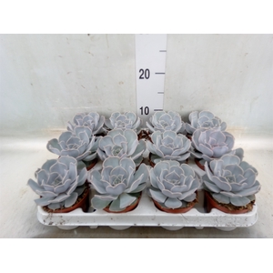 Echeveria lilacina
