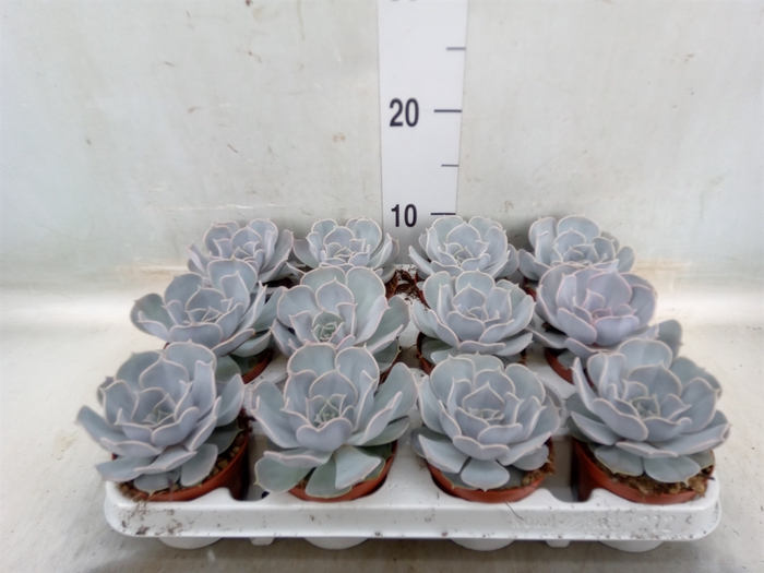 <h4>Echeveria lilacina</h4>