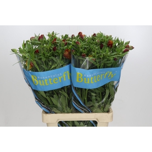 Ranunculus Butterfly Satyros