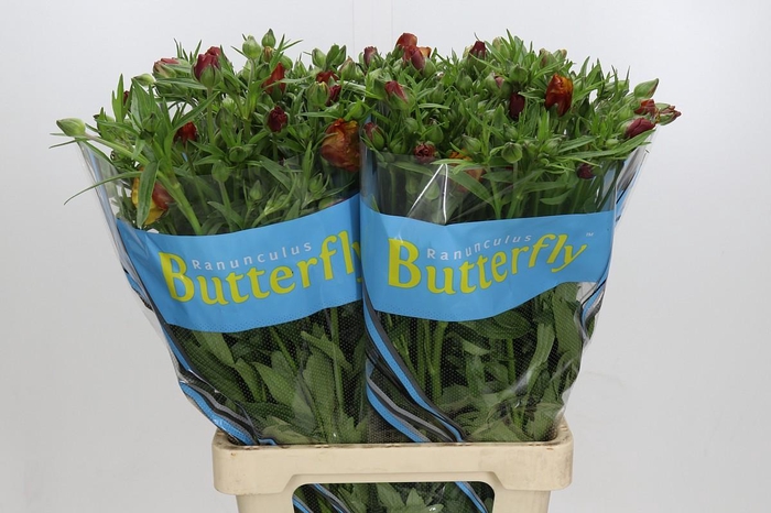 <h4>Ranunculus Butterfly Satyros</h4>