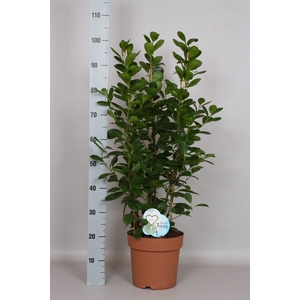 Ficus microcarpa 'Moclame'