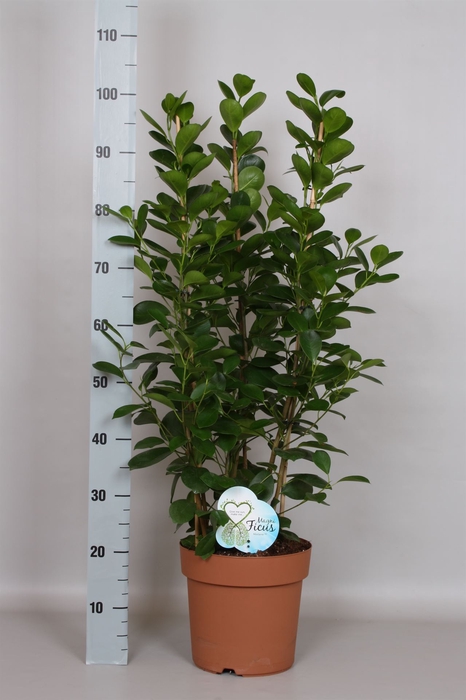 <h4>Ficus microcarpa 'Moclame'</h4>