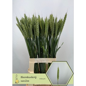 TRITICUM AESTIVUM