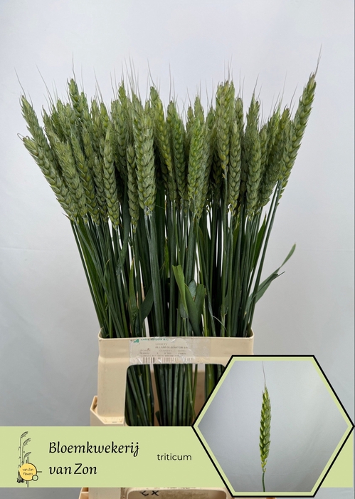 <h4>TRITICUM AESTIVUM</h4>