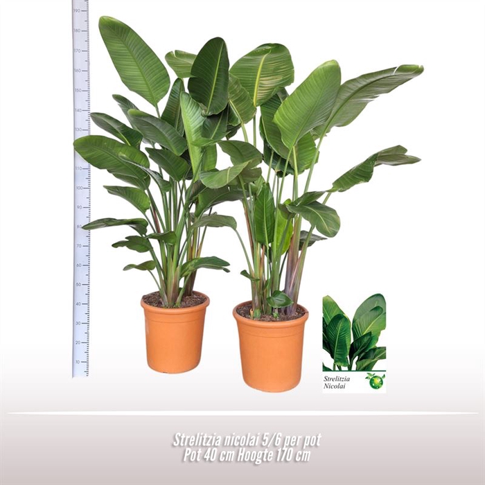 <h4>Strelitzia nicolai 5/6 per pot</h4>