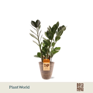 Zamioculcas in Polystone pot