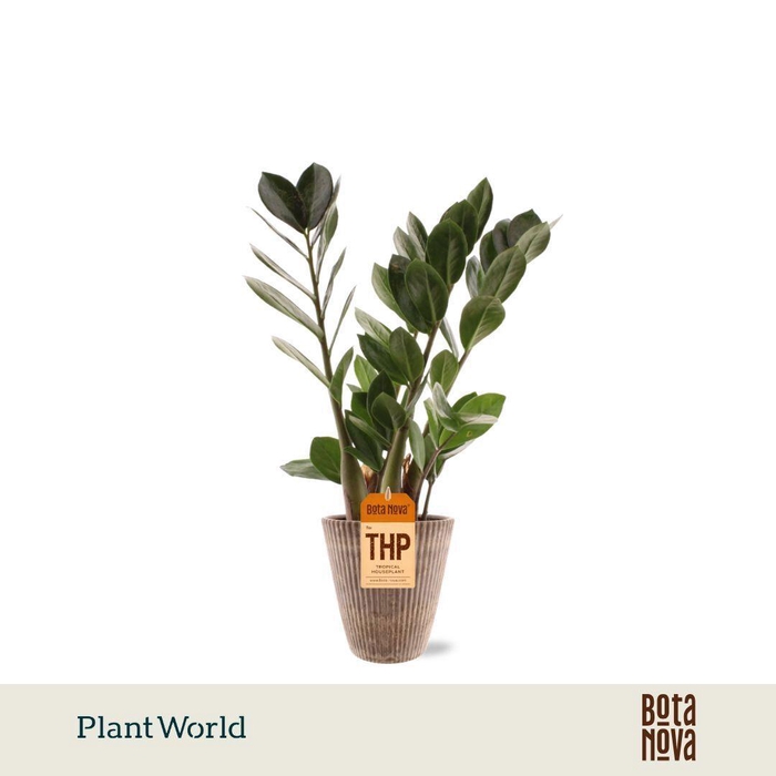 <h4>Zamioculcas in Polystone pot</h4>