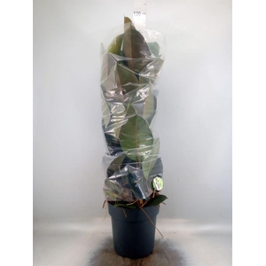 Ficus elastica 'Robusta'