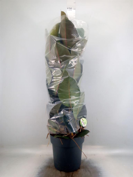 <h4>Ficus elastica 'Robusta'</h4>