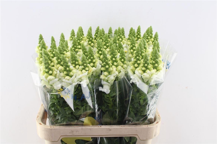 <h4>Antirrhinum Legend White</h4>