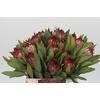 Protea Robijn