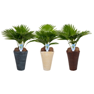 Livistona rotundifolia11 s Asp Mix pot