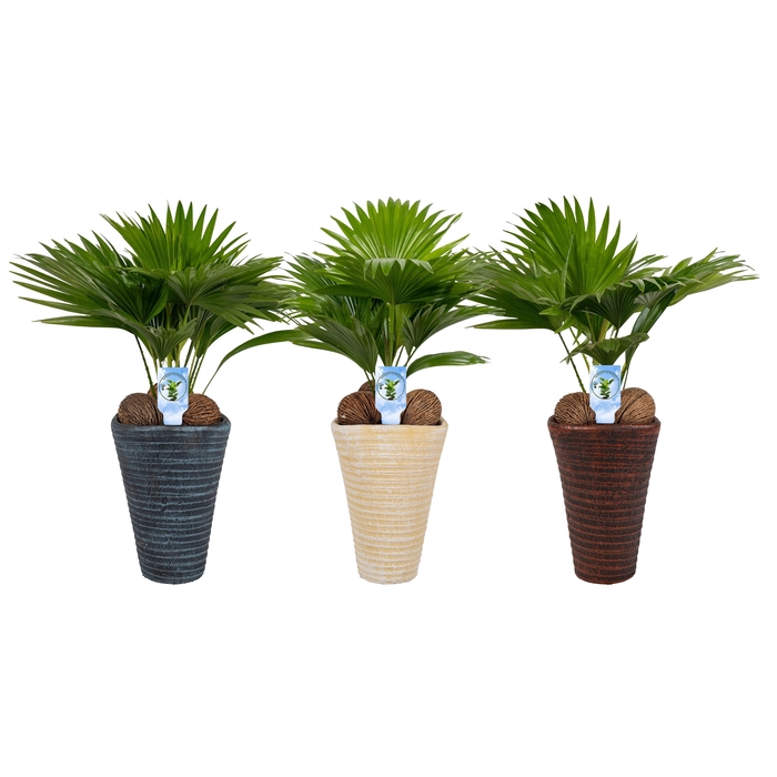 <h4>Livistona rotundifolia11 s Asp Mix pot</h4>