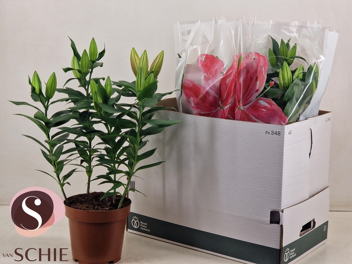 <h4>LIL OR MAGNY COURS</h4>