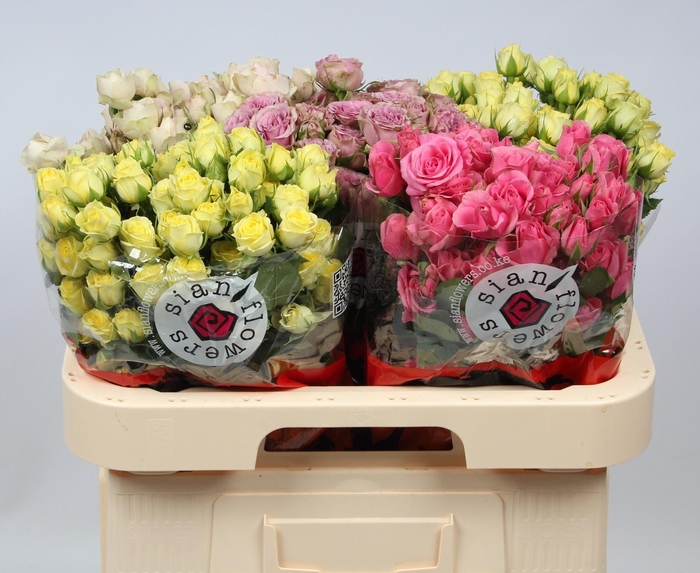 <h4>R TR GEM IN FUST</h4>