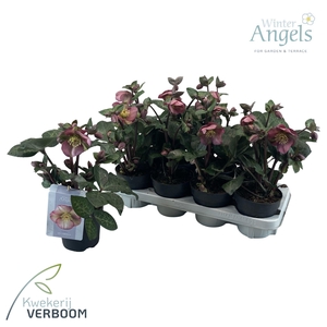Helleborus Frostkiss Penny's Pink p13