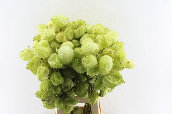 <h4>Asclepia Gom Fr Moby Dick</h4>