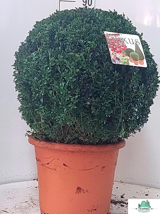<h4>BUXU SEMPERVIRENS</h4>