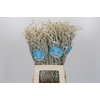 Amaranthus Yearming Desert
