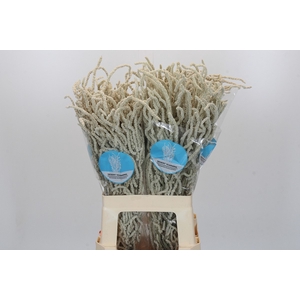 Amaranthus Yearming Desert