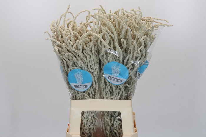 <h4>Amaranthus Yearming Desert</h4>