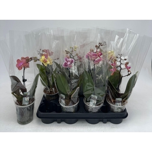 PHAL GEM