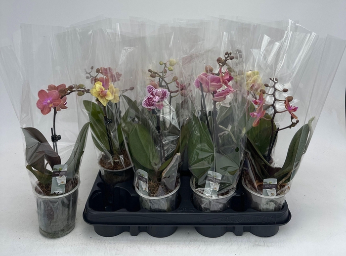 <h4>PHAL GEM</h4>