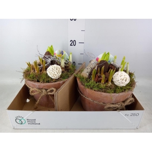 Arr.   Bol/Knolgewas L%