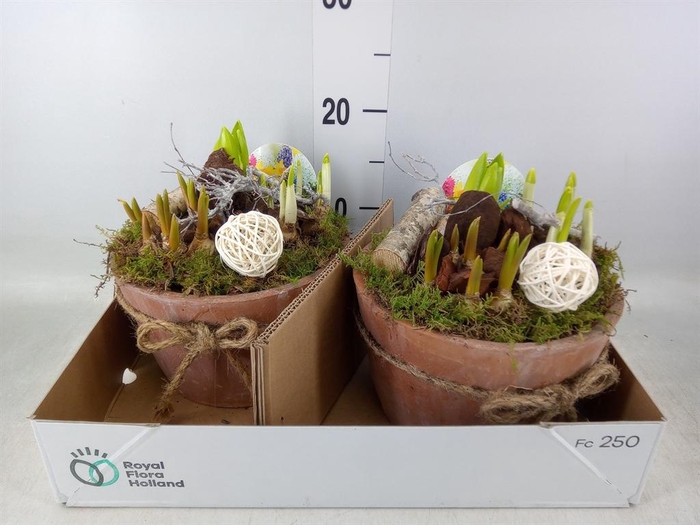 <h4>Arr. Bol/Knolgewas L%</h4>