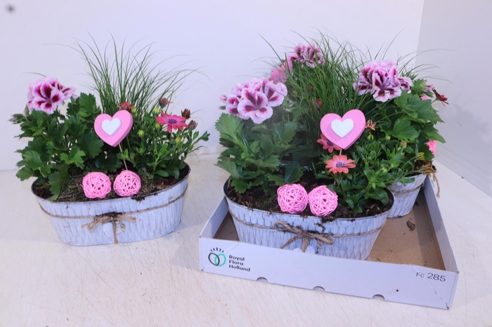 <h4>ARR TUINPLANTEN</h4>