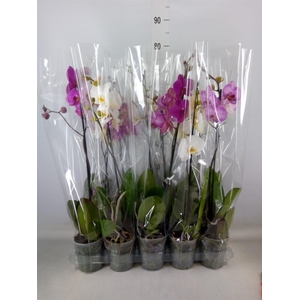 Phalaenopsis   ...mix  5