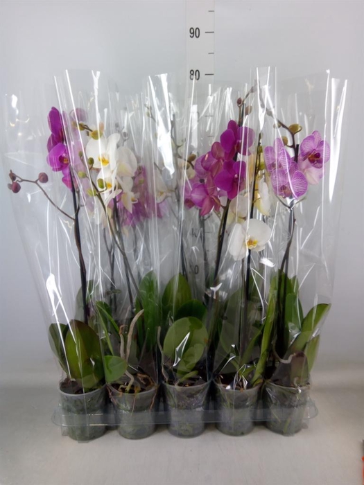 <h4>Phalaenopsis   ...mix  5</h4>