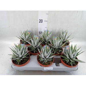 Haworthia fasciata 'Alba'