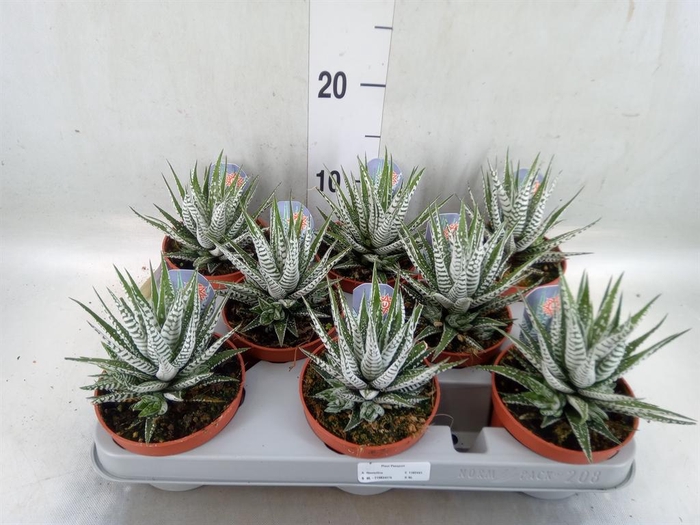 <h4>Haworthia fasciata 'Alba'</h4>