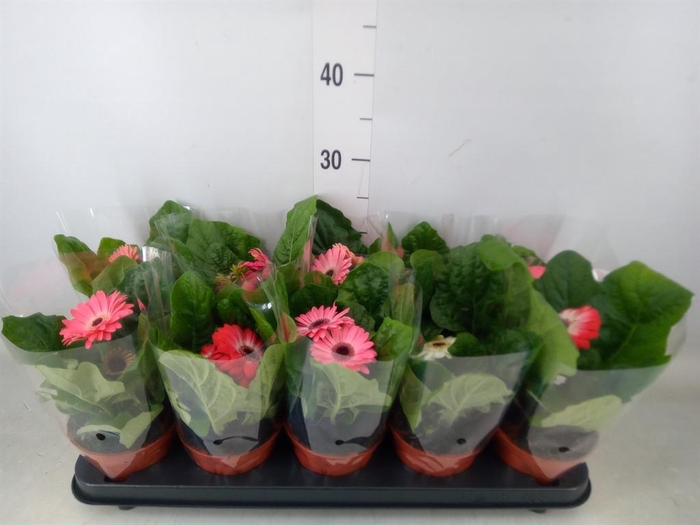 <h4>Gerbera   ...mix</h4>