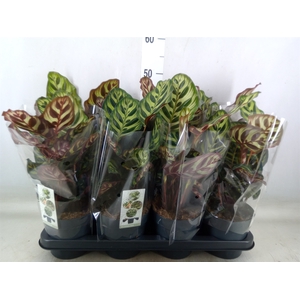 Calathea makoyana