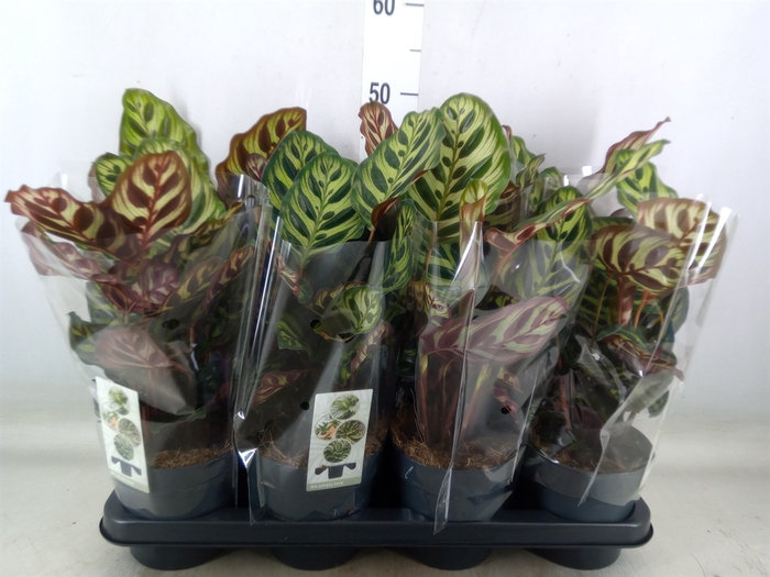<h4>Calathea makoyana</h4>