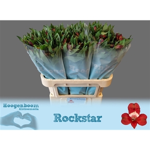 Alstroemeria Rockstar 50 gram