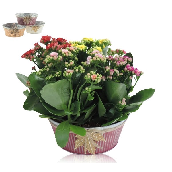 <h4>Collectie Autumn Leaf Kalanchoë Cinqolori - Carnaval in Zink 21 cm</h4>