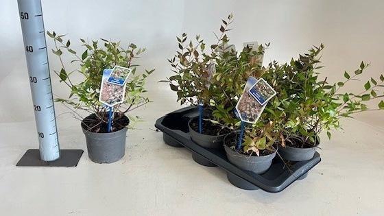 <h4>ABEL GRANDIFLORA</h4>