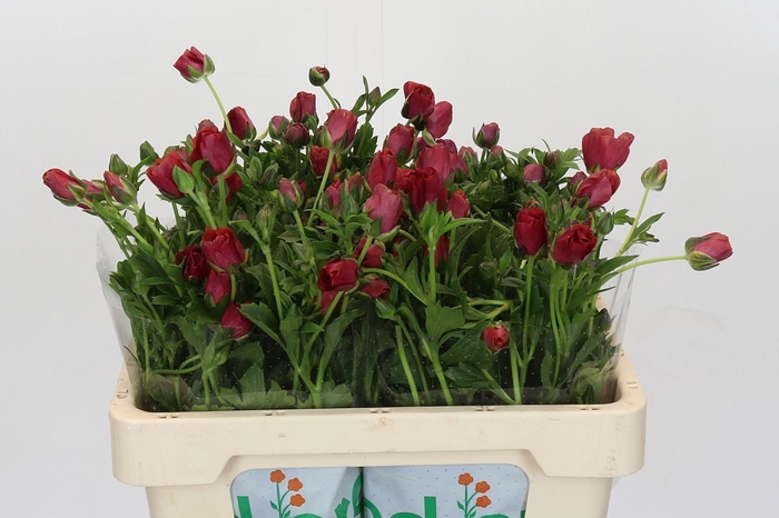 <h4>Ranunculus Magical Cinnamon</h4>