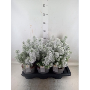 Pinus pinea 'Silver Crest'