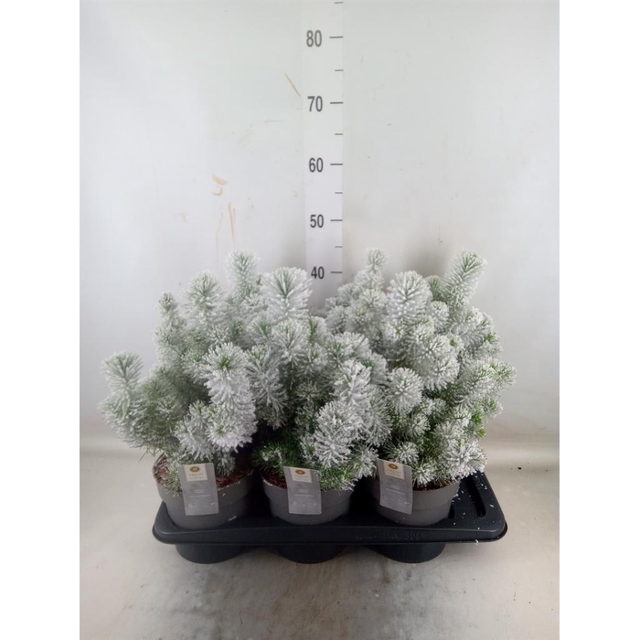 <h4>Pinus pinea 'Silver Crest'</h4>