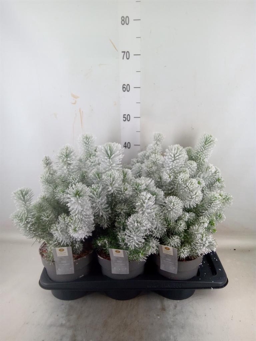 Pinus pinea 'Silver Crest'