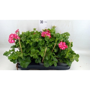 Pelargonium pelt.   ...