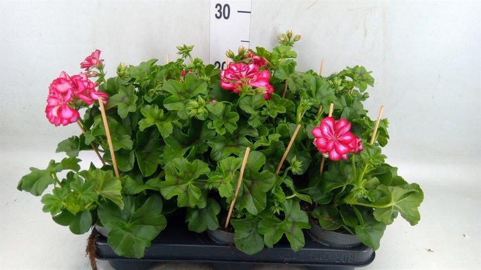 <h4>Pelargonium pelt.   ...</h4>