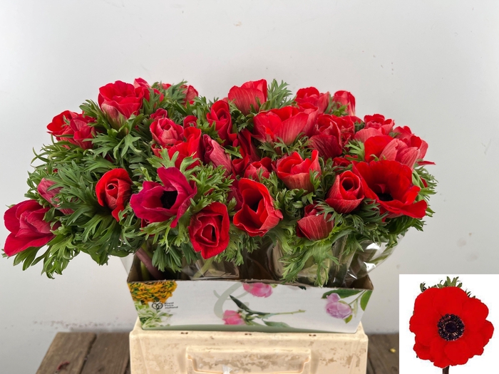 <h4>ANEM CO MAR RED</h4>